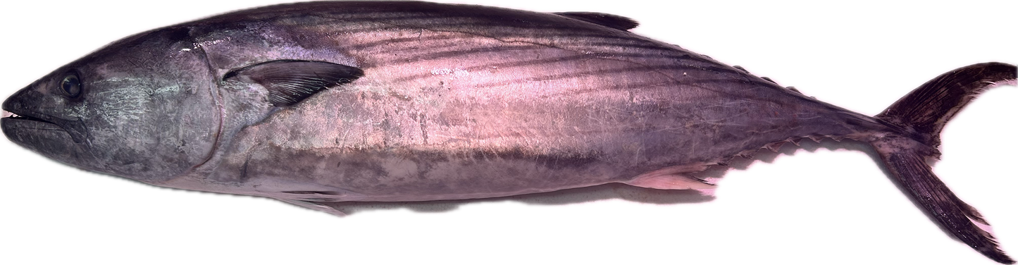 Bonito