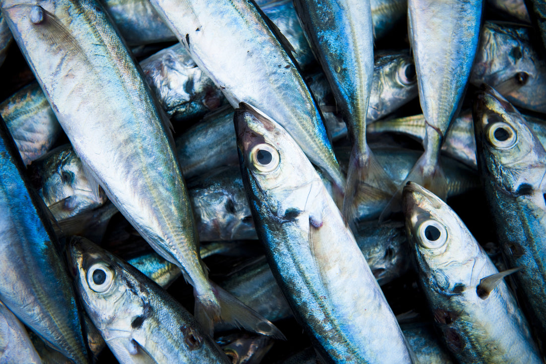 Cómo Conservar el Pescado Fresco en Casa: Guía Práctica