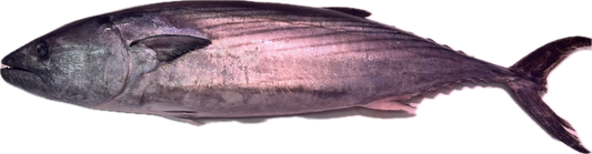 Bonito