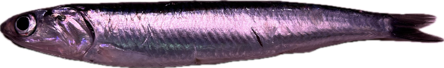 Boquerones