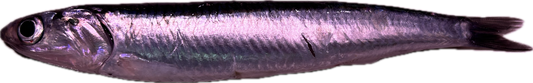 Boquerones