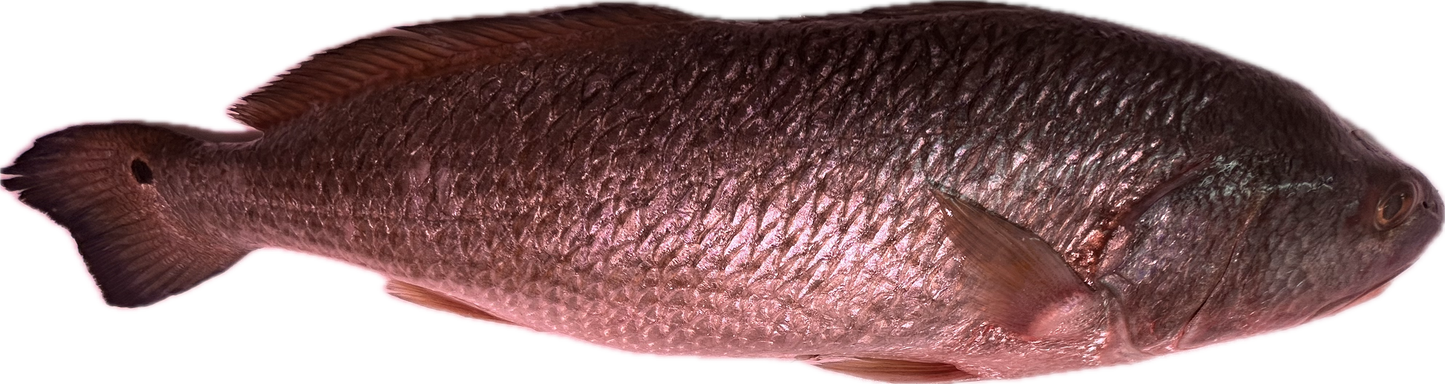 Corvina
