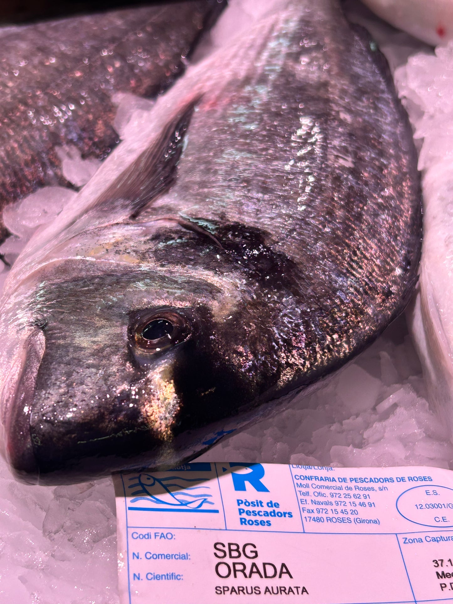 Dorada