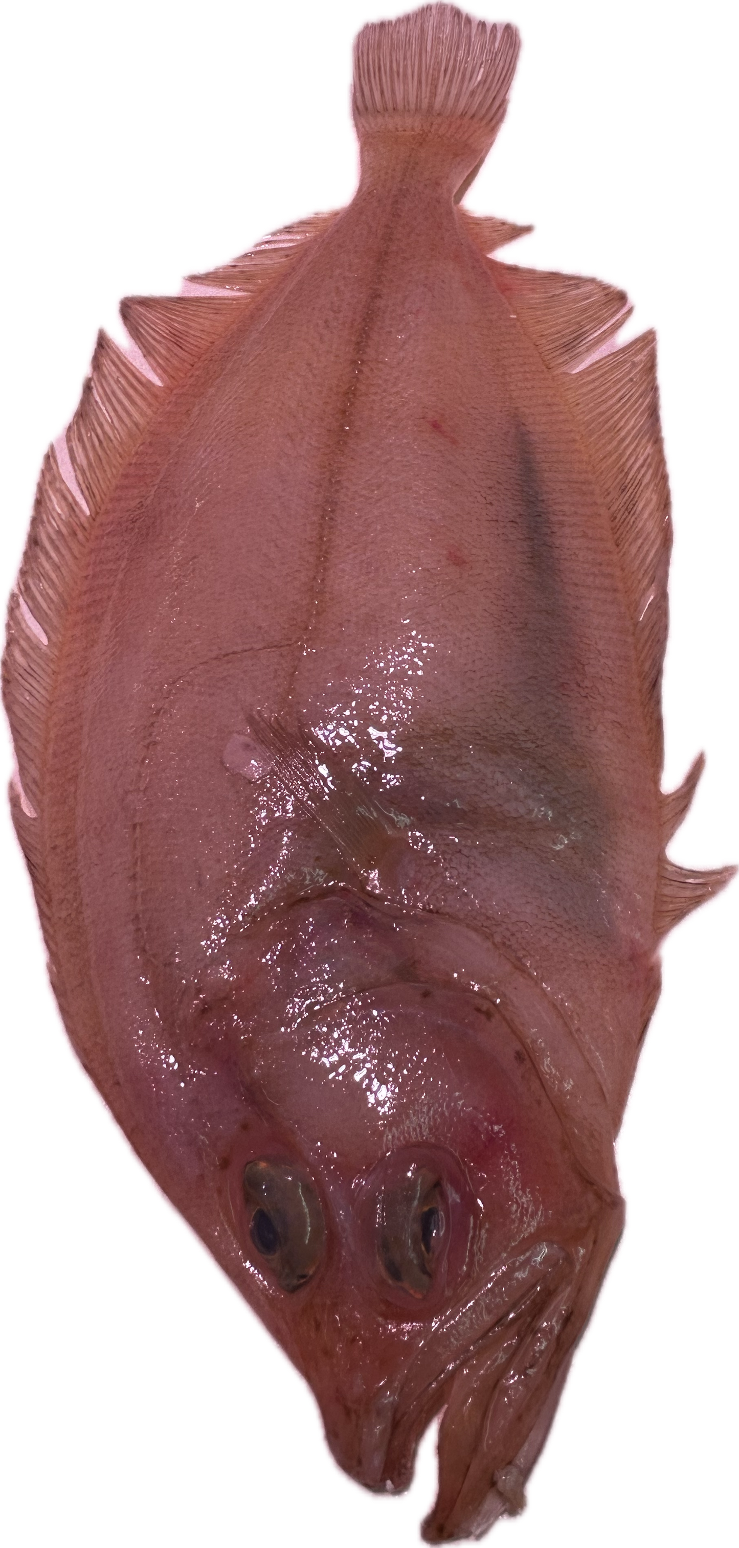 Gallo