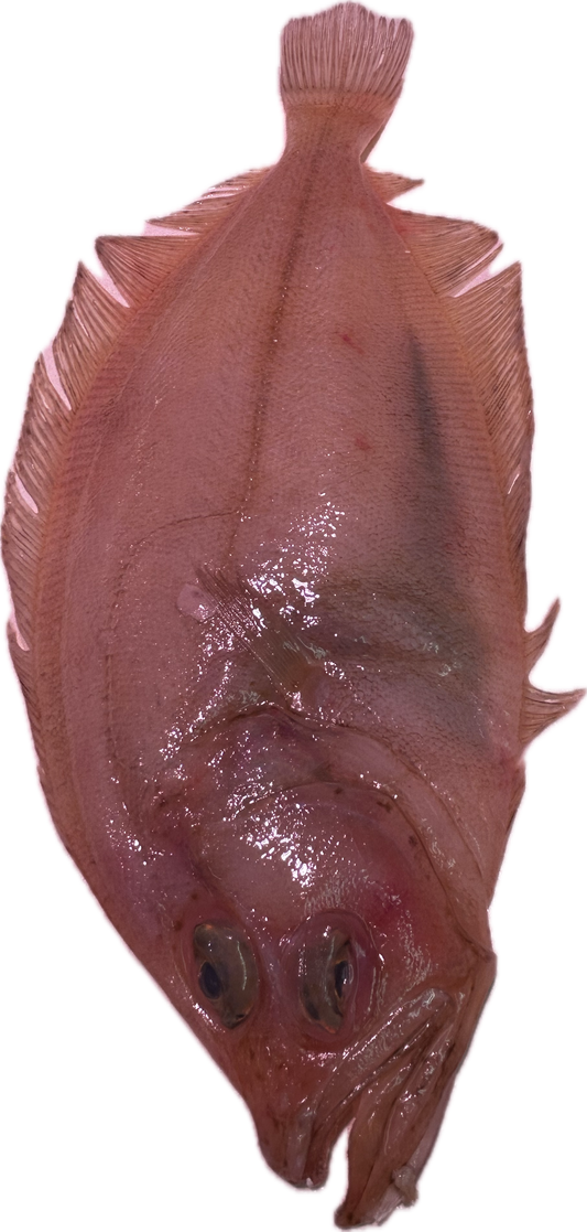 Gallo