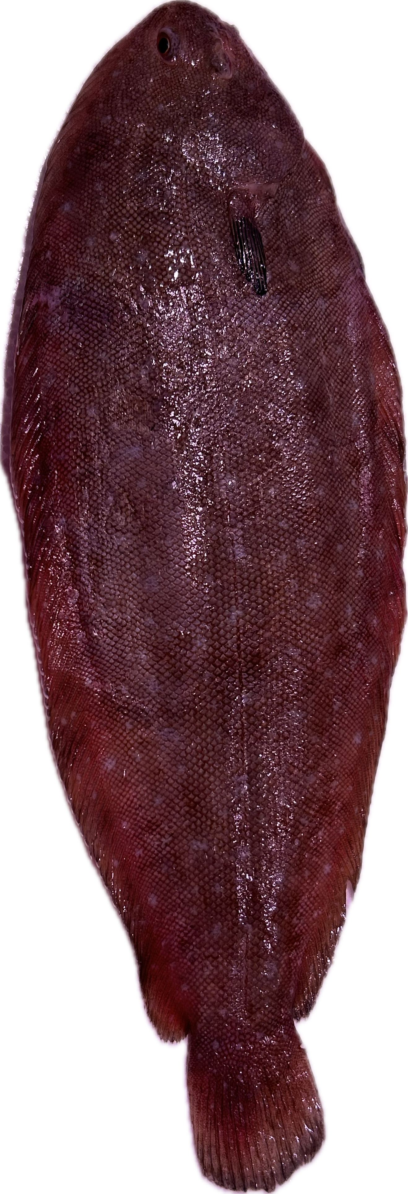 Lenguado