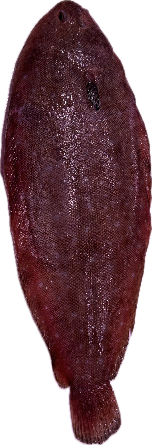 Lenguado
