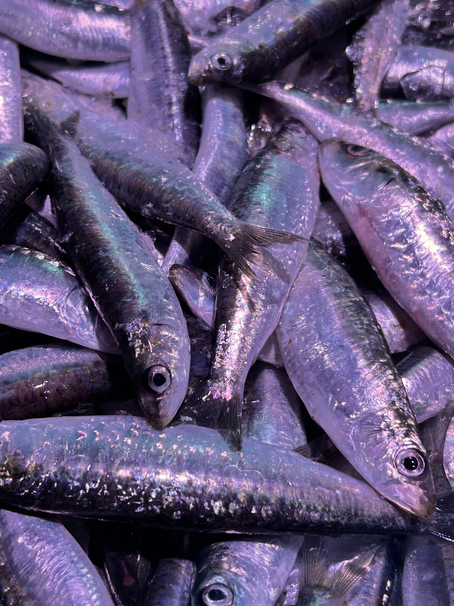 Sardina
