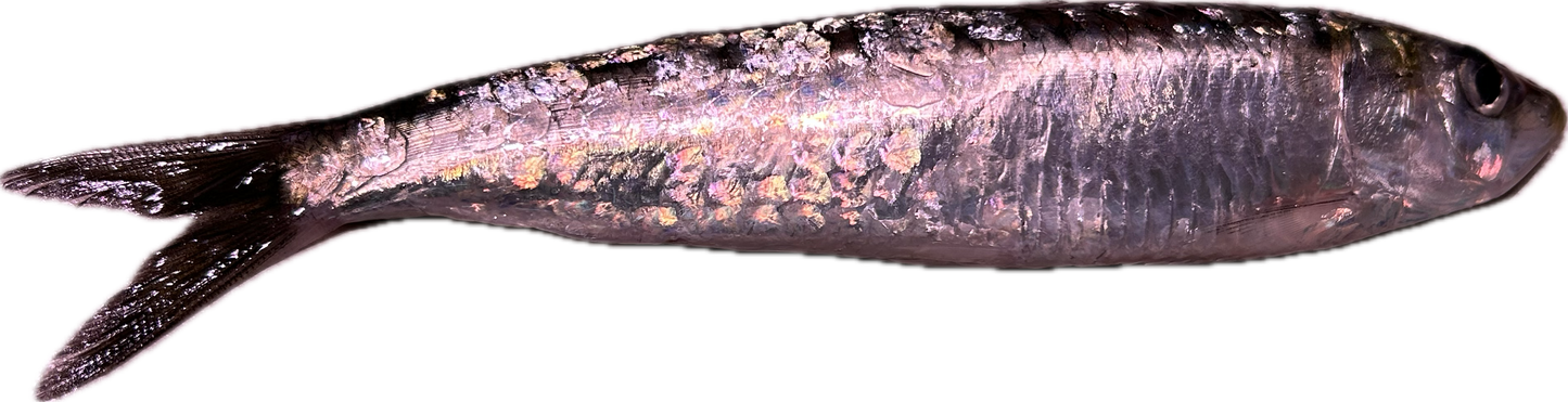 Sardina